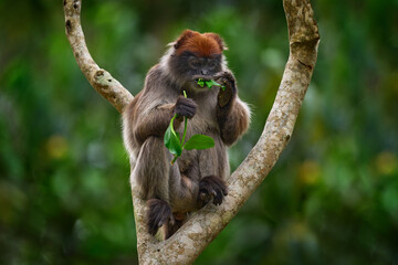 Monkey from Uganda. Ugandan red colobus, Piliocolobus tephrosceles, rufous head grey monkey sitting on tree trunk in tropic forest. Red colobus in vegetation habitat, Kibale Forest NP Uganda, Africa