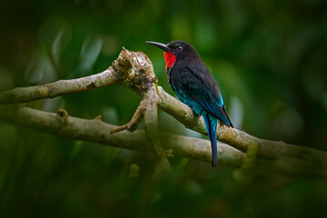Forest bee eater. Black bee-eater, Merops gularis, bird. African tropical rainforest. Black bee-eater sitting on tree branch in the Kibale National Park in Uganda, Africa. Wildlife nature.