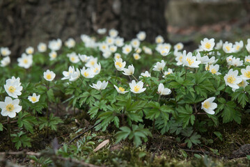 wiosenne kwiaty w parku © siwyk