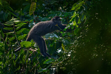 Blue diademed monkey, Cercopithecus mitis, sitting on tree in the nature forest habitat, Bwindi...
