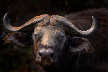 Portrait de buffle, Ouganda. Détail de la tête cornée de taureau dans la savane, en Ouganda. Scène de la faune de la nature africaine. Fourrure brune de gros buffle. Corne sur la grosse tête de taureau. Portrait en gros plan.