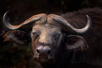 Foto op Canvas Buffalo portrait, Uganda.  Detail of bull horny head in savannah, Uganda. Wildlife scene from African nature. Brown fur of big buffalo. Horn on the big bull head. Close-up portrait. © ondrejprosicky