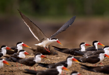 Skimmer sand beach.  Flock of African Skimmer, Rynchops flavirostris, sitting on the ground near the river water. African tern. Beautiful black and white bird with red bill, Uganda, Africa. - obrazy, fototapety, plakaty