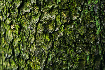 Close-up of the texture of moss and mold on the surface of a tree, macro photography of the microcosm of plants. Beautiful soft focus is behind.