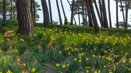 a yellow daffodil flower garden in the pine forest