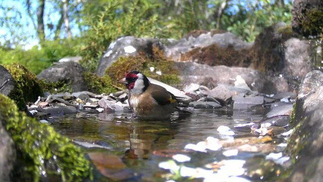 Stieglitz (Carduelis carduelis) badet