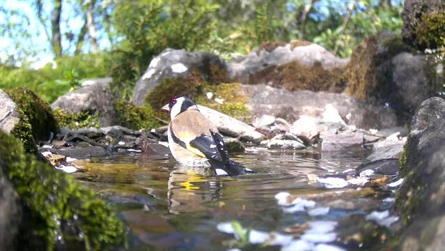 Stieglitz (Carduelis carduelis) badet