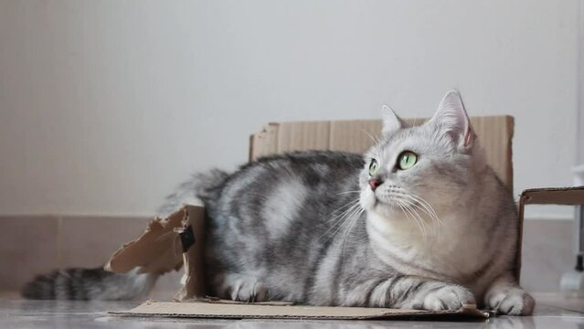 cat in the box