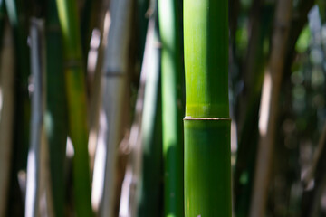 Fototapeta na wymiar Bamboo forest in the morning. (Selective focus) Stunning view of a defocused bamboo forest during a sunny day. Bambusoideae grass. 