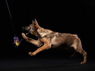 Playful wolfdog puppy. dog on black background in studio