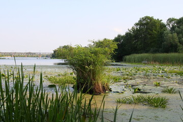 River bank park forest
