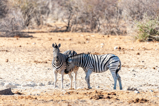 Two Burchell's Plains zebra -Equus quagga burchelli- walking on the plains of Etosha National Park, Namibia.