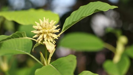 Mitragyna speciosa flower on the mitragyna speciosa tree