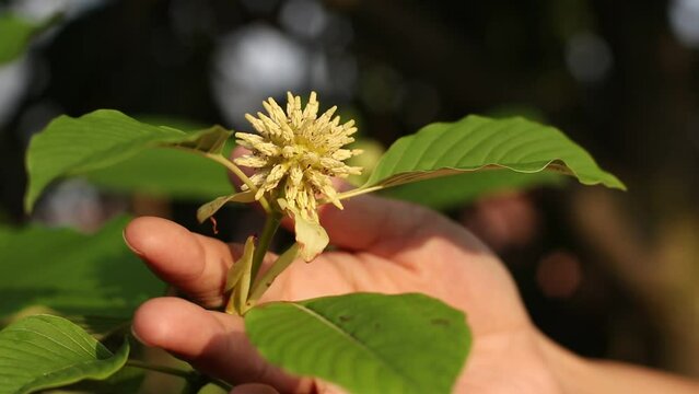 A woman hand is holding Mitragyna speciosa flower at the garden.