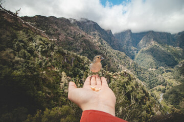 Small Madeiran chaffinch has flown to the man's hand for food crumbs and to see if he is safe....