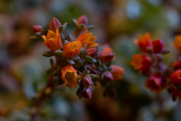 Close up of pink echeveria succulent flowers. Vibrant orange and pink flowers on a blurry background. 