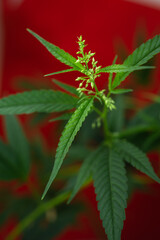 green cannabis bush on a red background