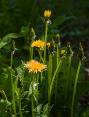 Dandelion. Spring. Flowering