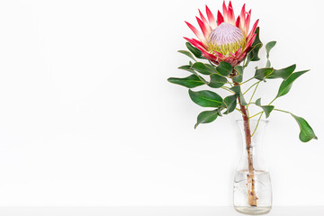 Beautiful protea flower on a white background isolated.