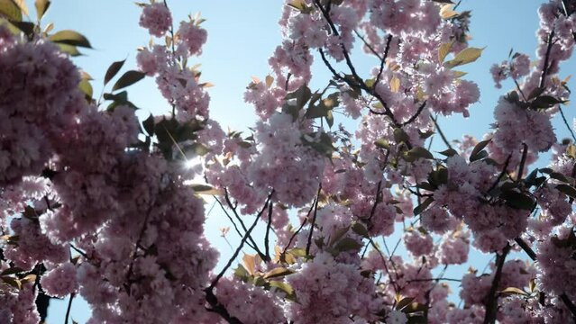 magnifique arbre cerisier en fleurs au printemps oscille dans le vent flare - UHD - soleil - floraison sur ciel bleu