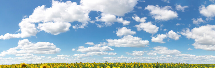 background of blue and azure sky, yellow sunflowers on the horizon