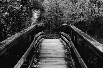bridge in forest