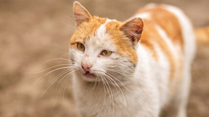 Fototapeta na wymiar Beautiful fluffy red orange cat with wounds on his face after a cat fight Concept: cats, animals