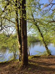 Obraz premium trees in the forest