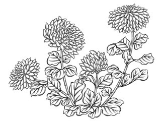  Digital illustration of chrysanthemum flowers, autumn flowers, black and white.