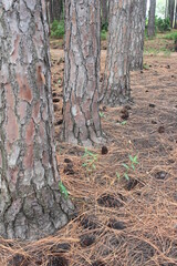 Fototapeta na wymiar Close up of a row of tree in a pine tree plantation, Gold Coast, Queensland, Australia