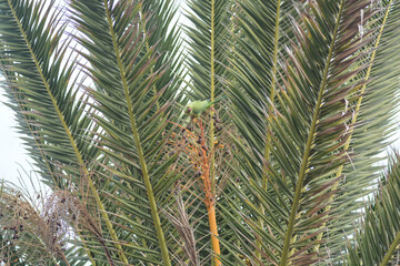 pappagallino sopra palme all'isola di gran canaria