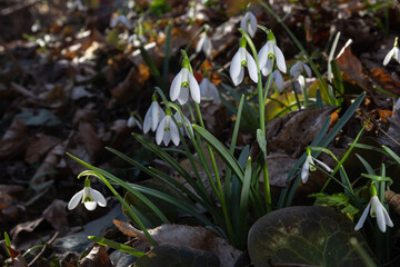 Early spring snowdrops, Galanthus nivalis, selective focus and diffused background