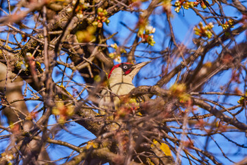 a green woodpecker (Picus Viridis) perched high on the side of a tree
