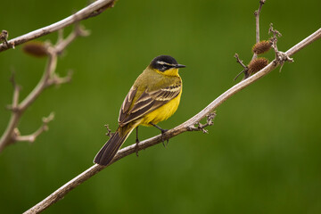 Bird - Yellow Wagtail (Motacilla flava) male, spring time