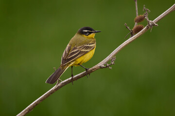 Fototapeta premium Bird - Yellow Wagtail (Motacilla flava) male, spring time