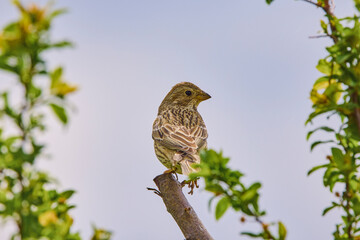 Corn bunting (Miliaria calandra) perched on a twig, singing
