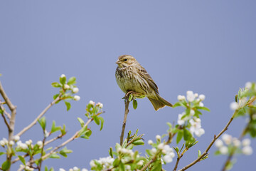 Corn bunting (Miliaria calandra) perched on a twig, singing