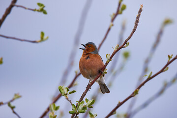 Male of Common redstart, Phoenicurus phoenicurus on branch.