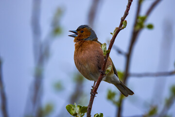 Male of Common redstart, Phoenicurus phoenicurus on branch.