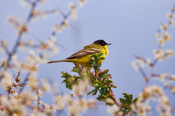 Bird - Yellow Wagtail (Motacilla flava) male, spring time