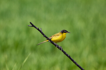 Bird - Yellow Wagtail (Motacilla flava) male, spring time
