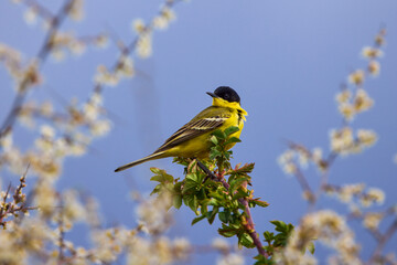 Bird - Yellow Wagtail (Motacilla flava) male, spring time