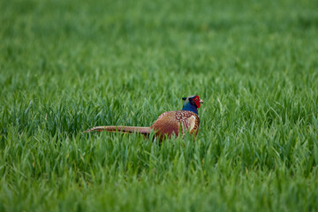 A pheasant looking for food in the grass