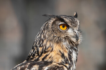 eagle owl portrait