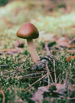 a single small lonely mushroom growing near a cone