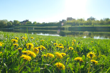 The yellow flowers of the Taraxacum plant bloom among the green grass, on a sunny day, in spring, on the riverbank. Bees fly. High quality photo