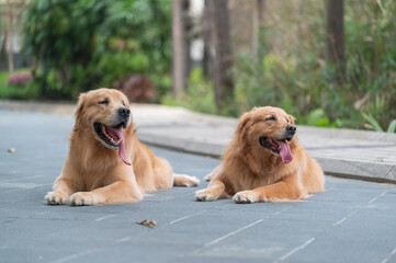 Two golden retrievers lying on the ground