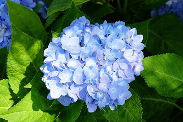 Beautiful hydrangeas in the garden.
