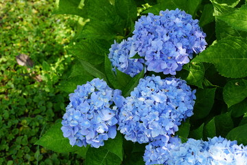 Beautiful hydrangeas in the garden.