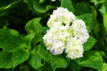 Beautiful hydrangeas in the garden.